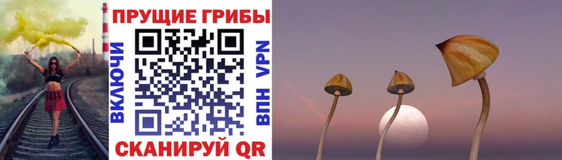 Галлюциногенные грибы ЛСД  купить наркоту  блэк спрут как войти  Новосиль 